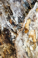 Embossed texture of the brown bark, as background for your design.