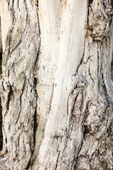 Embossed texture of the brown bark, as background for your design.