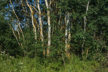 Green thickets and tree trunks illuminated by the sun