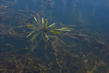 Fototapeta na wymiar River underwater plants. Underwater world of the river. Top view