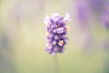 Obraz premium Lavender Softness