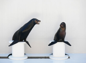 Sea lion show in aquarium Chiba Japan