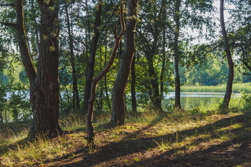 Fototapeta premium Morning forest in the rays of the sun and the lake.
