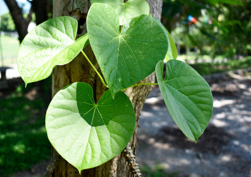 Heart-leaved moonseed (Tinospora crispa), with green heart-shaped leaves on a blurred background, is an herb to control blood pressure and diabetes. 