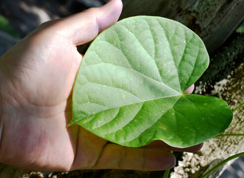 Heart-leaved moonseed (Tinospora crispa), with green heart-shaped leaves on a blurred background, is an herb to control blood pressure and diabetes. 