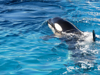 Killer whale or Orca swimming in pool in aquarium