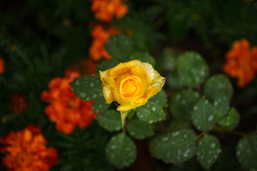 Yellow Rose with droplets of dew on petals. Top view