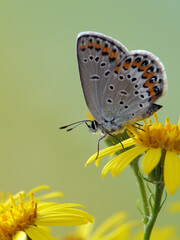 The common blue butterfly Polyommatus icarus in the early morning in a clearing among forest flowers