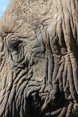 elephant head very close up - beautiful wrinkles