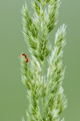 Samotna mrówka na kłosie trawy - obrazy, fototapety, plakaty