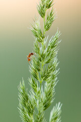 Samotna mrówka na kłosie trawy - obrazy, fototapety, plakaty