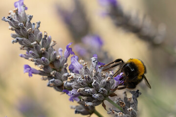 bee on lavender