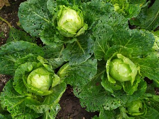 green cabbage heads and leaves growing in a garden