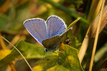 blue butterfly