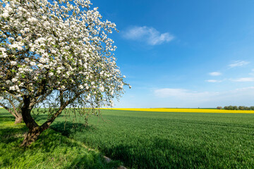 Fototapeta premium Spring orchard against blue sky