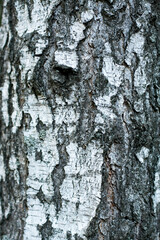 Embossed texture of the brown bark, as background for your design. Selective focus