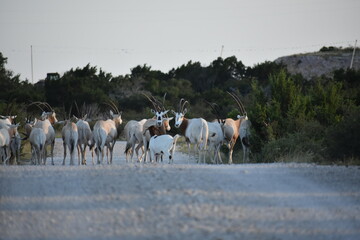 close up portrait of a Scimitar Oryx herd