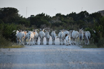 close up portrait of a Scimitar Oryx herd
