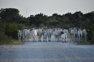 close up portrait of a Scimitar Oryx herd