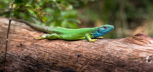 Green lizard resting on piece of wood, Slovakia