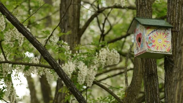 Birds flying at the bird house in spring season footage parus major