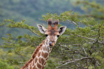 Young giraffe sticking his tongue out