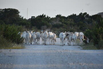 close up portrait of a Scimitar Oryx herd
