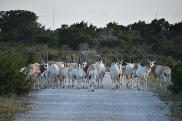 close up portrait of a Scimitar Oryx herd