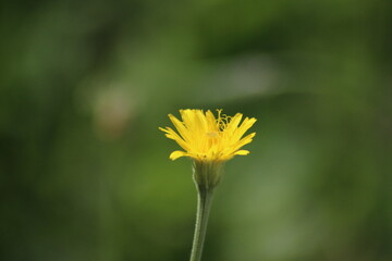 Dente di leone giallo in un prato