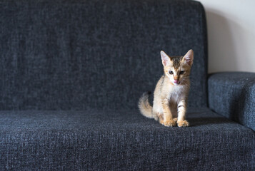 Cute small tabby Bengal kitten sits on the couch, copy paste text, soft focus