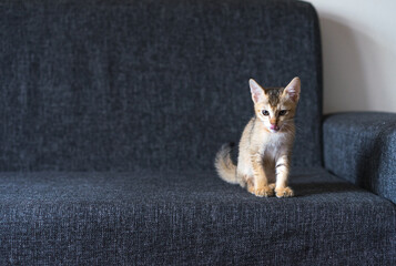 Fototapeta na wymiar Cute small tabby Bengal kitten sits on the couch, copy paste text, soft focus