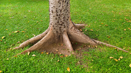 Fototapeta premium Old tree roots in the park,