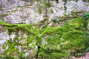 Big mountain rock stones, covered with bright green moss. Photo depicting a bright lichen on an old...