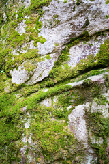 Big mountain rock stones, covered with bright green moss. Photo depicting a bright lichen on an old gray stones. Natural background texture.