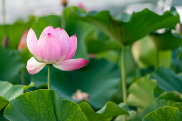 a pink lotus flower in the rain that bloomed among the large lotus leaf.