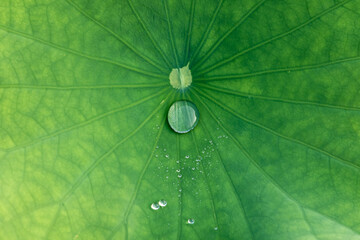 The drops of rainwater on lotus leaf