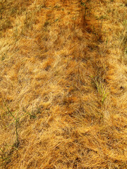 dried autumn grass in steppe as background