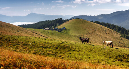 Wonderful countryside scenery in summer. Amazing landscape in the mountains with cows grazing in fresh green alpine meadows, typical farmland, Carpathian mountains. Ukraine. Beautiful rural nature