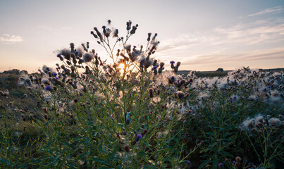 Field of cornfloweres covered with cotton.