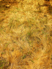 dried autumn grass in steppe as background