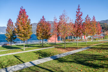 foliage with red leaves in Luino, near the Lake Maggiore