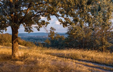 Empty rural road through forest with dry grass.