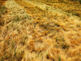 dried autumn grass in steppe as background.