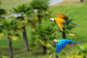 2 perroquets en vol