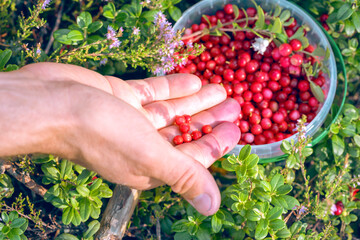 Person puts on forest lingonberry also partridgeberry, mountain cranberry or cowberry (lat. Vaccinium vitis-idaea) in the plastic bucket