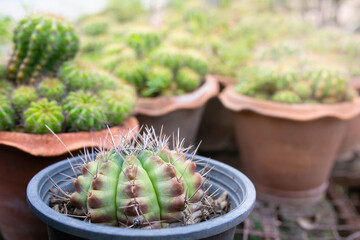 Gymnocalycium cactus in a pot.
