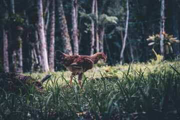 Chiken in nature 