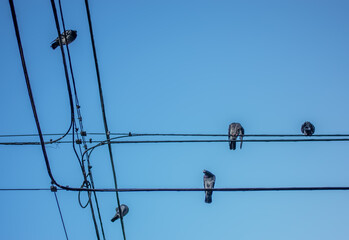 power lines on a blue sky