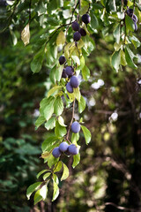 Damson plums ripening on plum tree growing in organic garden.