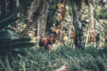 Chiken in nature 